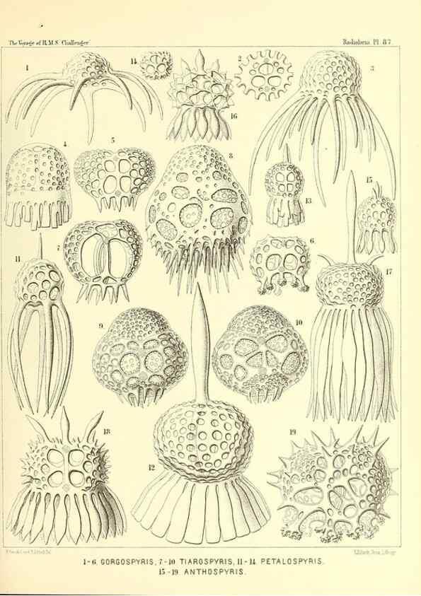 Reproducción/Reproduction 36700335920: Report on the scientific results of the voyage of H.M.S. Challenger during the years 1873-76 under the command of Captain George S. Nares .... Edinburgh :Neill,1880-1895.