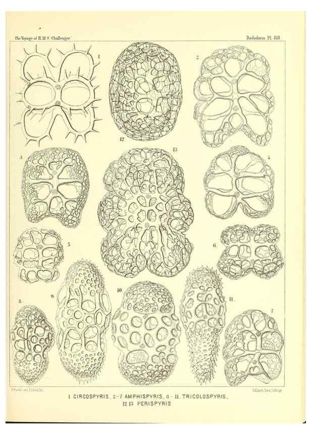Reproducción/Reproduction 36700337240: Report on the scientific results of the voyage of H.M.S. Challenger during the years 1873-76 under the command of Captain George S. Nares .... Edinburgh :Neill,1880-1895.