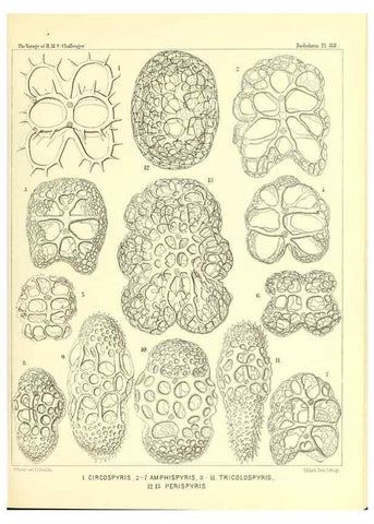 Reproducción/Reproduction 36700337240: Report on the scientific results of the voyage of H.M.S. Challenger during the years 1873-76 under the command of Captain George S. Nares .... Edinburgh :Neill,1880-1895.