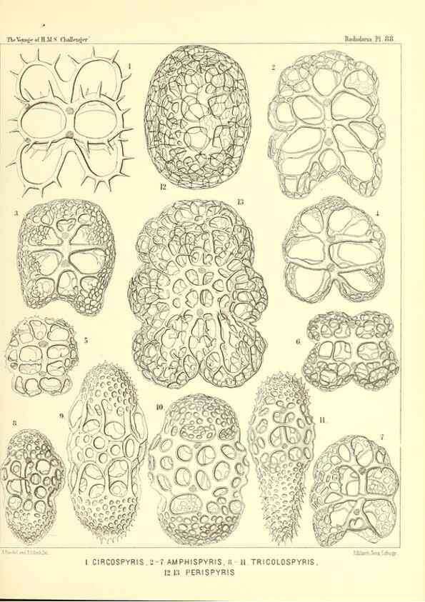 Reproducción/Reproduction 36700337240: Report on the scientific results of the voyage of H.M.S. Challenger during the years 1873-76 under the command of Captain George S. Nares .... Edinburgh :Neill,1880-1895.