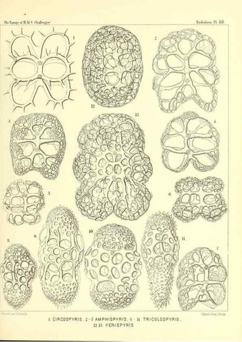 Reproducción/Reproduction 36700337240: Report on the scientific results of the voyage of H.M.S. Challenger during the years 1873-76 under the command of Captain George S. Nares .... Edinburgh :Neill,1880-1895.
