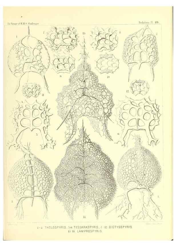 Reproducción/Reproduction 36700338140: Report on the scientific results of the voyage of H.M.S. Challenger during the years 1873-76 under the command of Captain George S. Nares .... Edinburgh :Neill,1880-1895.