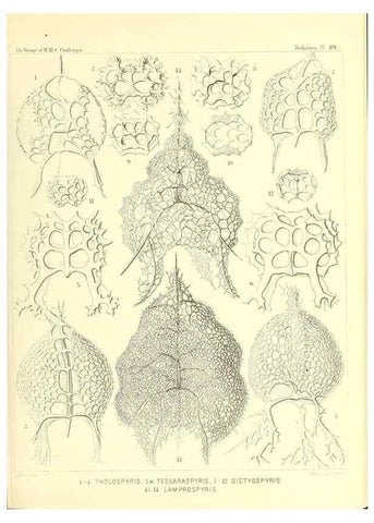 Reproducción/Reproduction 36700338140: Report on the scientific results of the voyage of H.M.S. Challenger during the years 1873-76 under the command of Captain George S. Nares .... Edinburgh :Neill,1880-1895.