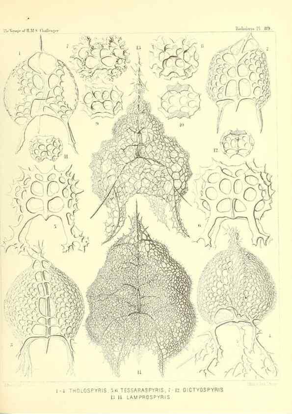 Reproducción/Reproduction 36700338140: Report on the scientific results of the voyage of H.M.S. Challenger during the years 1873-76 under the command of Captain George S. Nares .... Edinburgh :Neill,1880-1895.