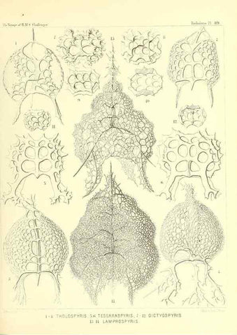Reproducción/Reproduction 36700338140: Report on the scientific results of the voyage of H.M.S. Challenger during the years 1873-76 under the command of Captain George S. Nares .... Edinburgh :Neill,1880-1895.