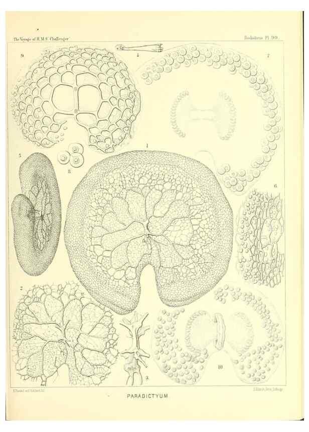 Reproducción/Reproduction 36700339440: Report on the scientific results of the voyage of H.M.S. Challenger during the years 1873-76 under the command of Captain George S. Nares .... Edinburgh :Neill,1880-1895.