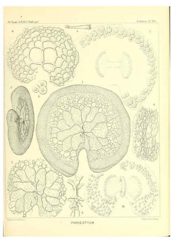 Reproducción/Reproduction 36700339440: Report on the scientific results of the voyage of H.M.S. Challenger during the years 1873-76 under the command of Captain George S. Nares .... Edinburgh :Neill,1880-1895.