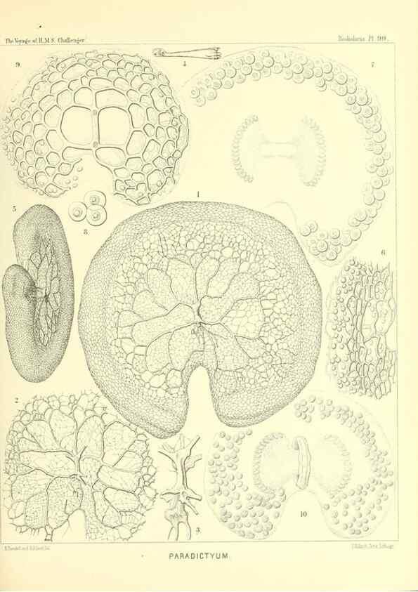 Reproducción/Reproduction 36700339440: Report on the scientific results of the voyage of H.M.S. Challenger during the years 1873-76 under the command of Captain George S. Nares .... Edinburgh :Neill,1880-1895.