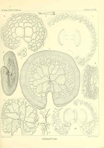 Reproducción/Reproduction 36700339440: Report on the scientific results of the voyage of H.M.S. Challenger during the years 1873-76 under the command of Captain George S. Nares .... Edinburgh :Neill,1880-1895.