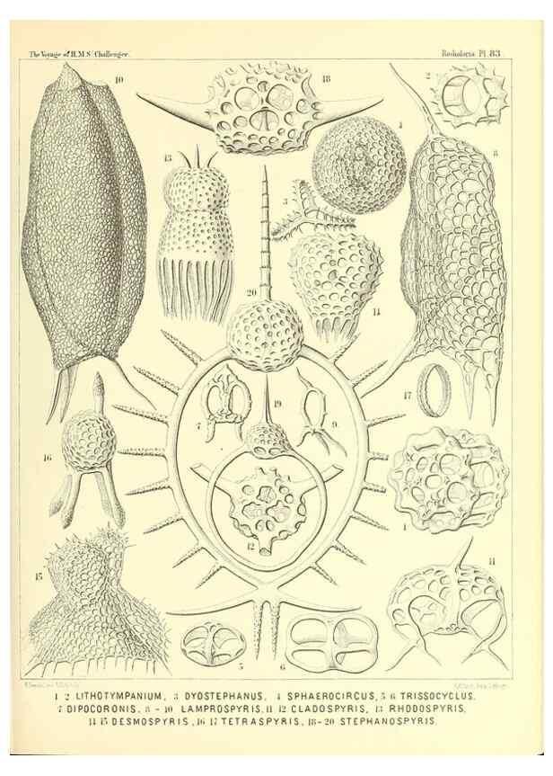 Reproducción/Reproduction 36955148031: Report on the scientific results of the voyage of H.M.S. Challenger during the years 1873-76 under the command of Captain George S. Nares .... Edinburgh :Neill,1880-1895.