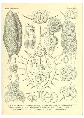 Reproducción/Reproduction 36955148031: Report on the scientific results of the voyage of H.M.S. Challenger during the years 1873-76 under the command of Captain George S. Nares .... Edinburgh :Neill,1880-1895.