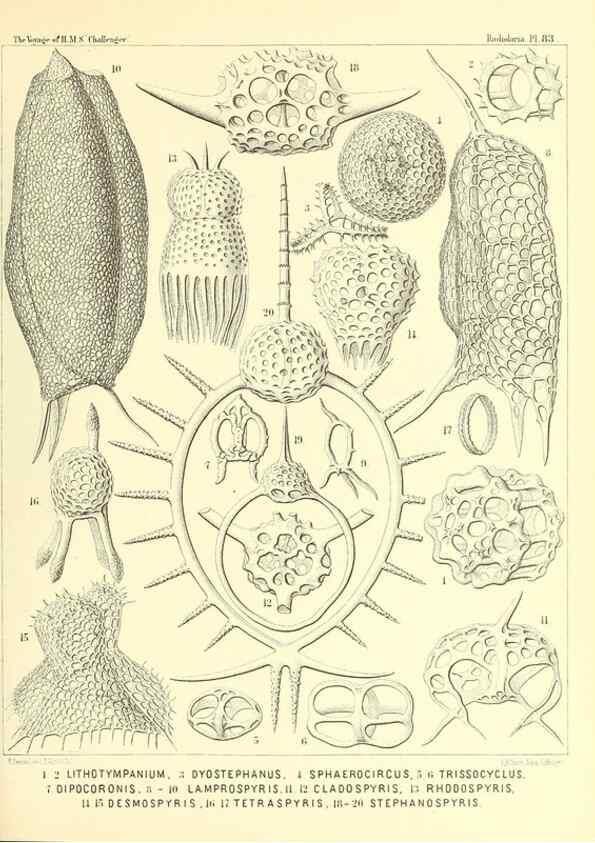 Reproducción/Reproduction 36955148031: Report on the scientific results of the voyage of H.M.S. Challenger during the years 1873-76 under the command of Captain George S. Nares .... Edinburgh :Neill,1880-1895.