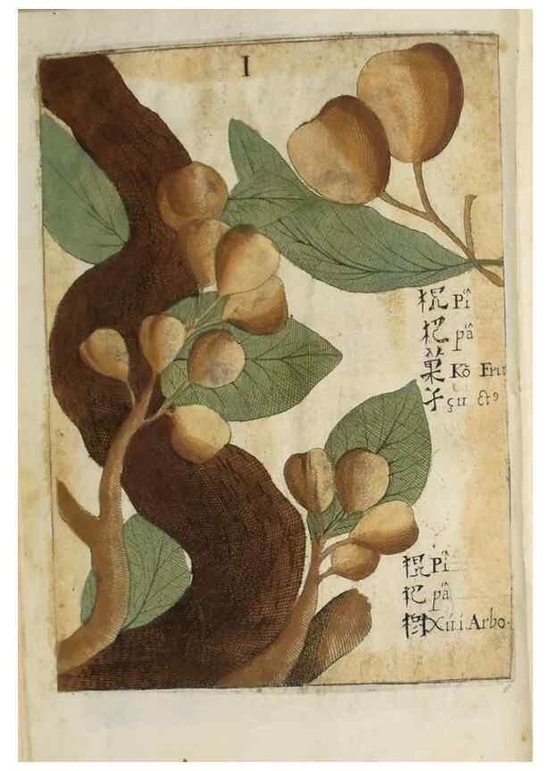 Reproducción/Reproduction 37038532952: Flora sinensis,. Viennae, Austriae,Typis M. Rictij,1656.