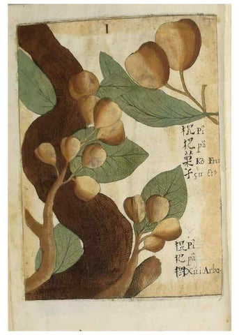 Reproducción/Reproduction 37038532952: Flora sinensis,. Viennae, Austriae,Typis M. Rictij,1656.