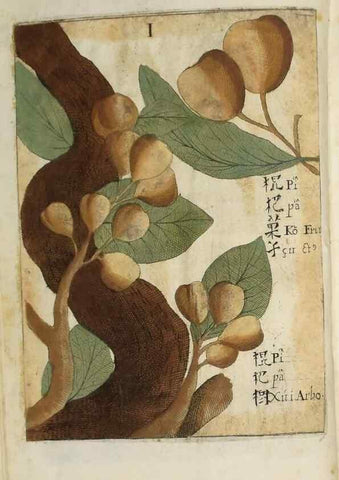 Reproducción/Reproduction 37038532952: Flora sinensis,. Viennae, Austriae,Typis M. Rictij,1656.