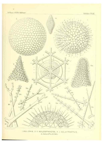 Reproducción/Reproduction 36261567954: Report on the scientific results of the voyage of H.M.S. Challenger during the years 1873-76 under the command of Captain George S. Nares .... Edinburgh :Neill,1880-1895.