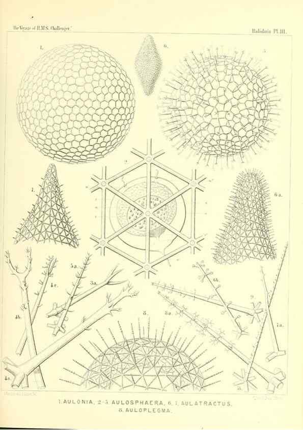 Reproducción/Reproduction 36261567954: Report on the scientific results of the voyage of H.M.S. Challenger during the years 1873-76 under the command of Captain George S. Nares .... Edinburgh :Neill,1880-1895.