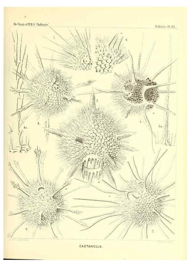 Reproducción/Reproduction 36261570404: Report on the scientific results of the voyage of H.M.S. Challenger during the years 1873-76 under the command of Captain George S. Nares .... Edinburgh :Neill,1880-1895.