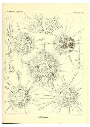 Reproducción/Reproduction 36261570404: Report on the scientific results of the voyage of H.M.S. Challenger during the years 1873-76 under the command of Captain George S. Nares .... Edinburgh :Neill,1880-1895.