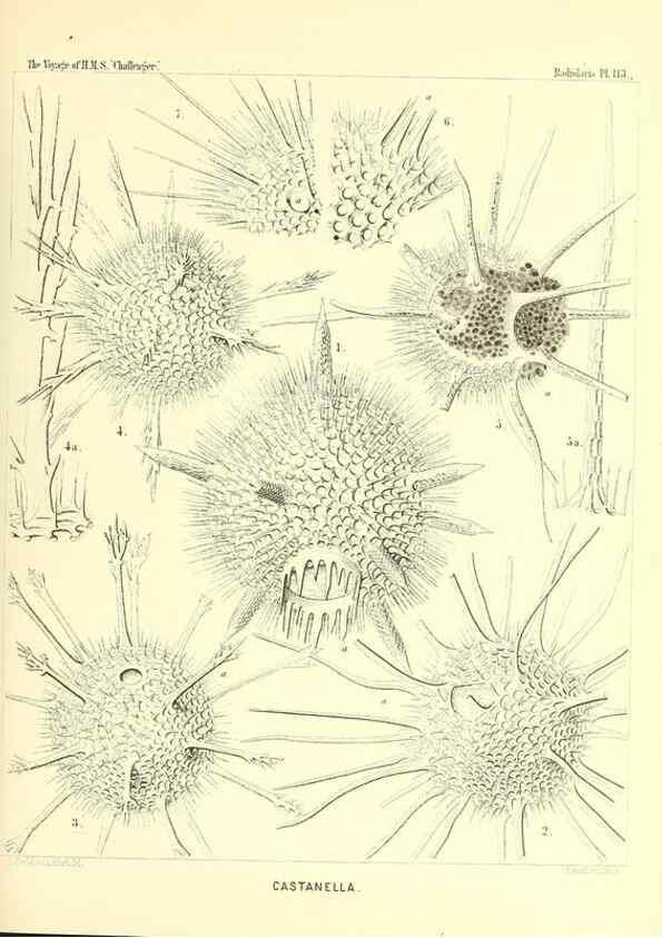 Reproducción/Reproduction 36261570404: Report on the scientific results of the voyage of H.M.S. Challenger during the years 1873-76 under the command of Captain George S. Nares .... Edinburgh :Neill,1880-1895.