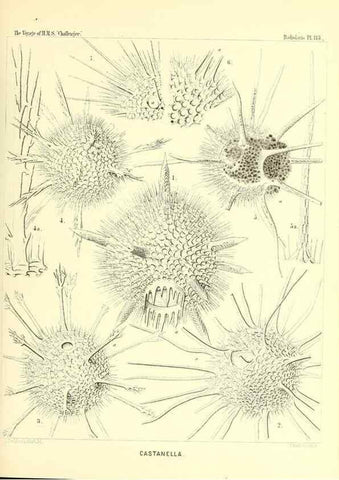 Reproducción/Reproduction 36261570404: Report on the scientific results of the voyage of H.M.S. Challenger during the years 1873-76 under the command of Captain George S. Nares .... Edinburgh :Neill,1880-1895.