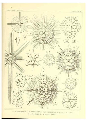 Reproducción/Reproduction 36908308576: Report on the scientific results of the voyage of H.M.S. Challenger during the years 1873-76 under the command of Captain George S. Nares .... Edinburgh :Neill,1880-1895.