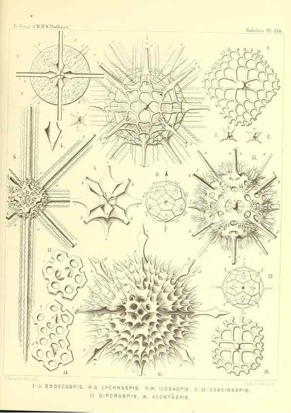 Reproducción/Reproduction 36908308576: Report on the scientific results of the voyage of H.M.S. Challenger during the years 1873-76 under the command of Captain George S. Nares .... Edinburgh :Neill,1880-1895.
