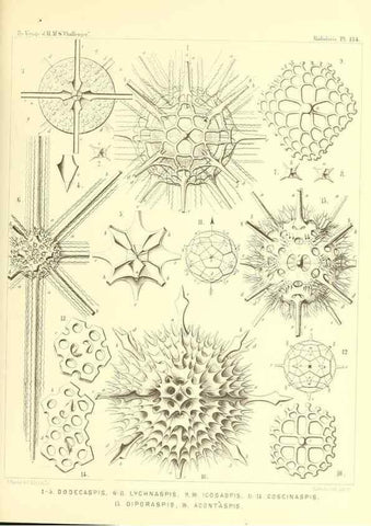 Reproducción/Reproduction 36908308576: Report on the scientific results of the voyage of H.M.S. Challenger during the years 1873-76 under the command of Captain George S. Nares .... Edinburgh :Neill,1880-1895.
