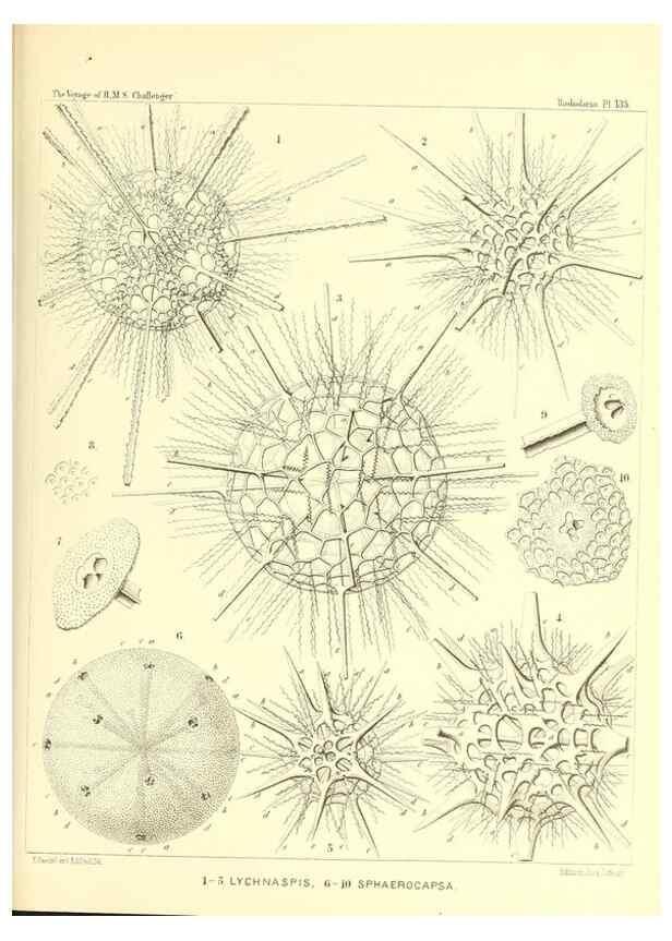 Reproducción/Reproduction 36908311766: Report on the scientific results of the voyage of H.M.S. Challenger during the years 1873-76 under the command of Captain George S. Nares .... Edinburgh :Neill,1880-1895.