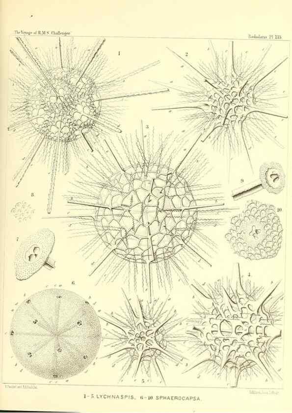 Reproducción/Reproduction 36908311766: Report on the scientific results of the voyage of H.M.S. Challenger during the years 1873-76 under the command of Captain George S. Nares .... Edinburgh :Neill,1880-1895.