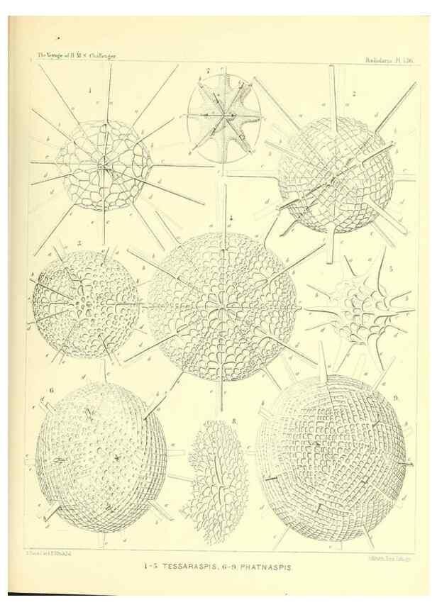 Reproducción/Reproduction 36908314906: Report on the scientific results of the voyage of H.M.S. Challenger during the years 1873-76 under the command of Captain George S. Nares .... Edinburgh :Neill,1880-1895.