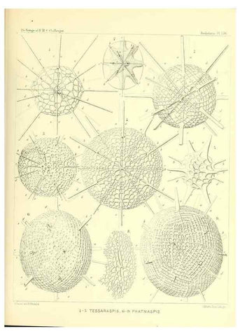 Reproducción/Reproduction 36908314906: Report on the scientific results of the voyage of H.M.S. Challenger during the years 1873-76 under the command of Captain George S. Nares .... Edinburgh :Neill,1880-1895.