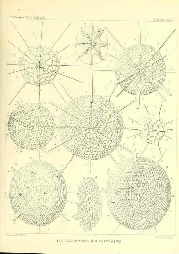 Reproducción/Reproduction 36908314906: Report on the scientific results of the voyage of H.M.S. Challenger during the years 1873-76 under the command of Captain George S. Nares .... Edinburgh :Neill,1880-1895.