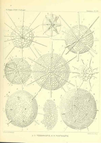 Reproducción/Reproduction 36908314906: Report on the scientific results of the voyage of H.M.S. Challenger during the years 1873-76 under the command of Captain George S. Nares .... Edinburgh :Neill,1880-1895.