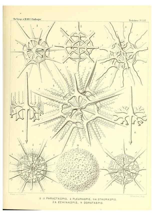 Reproducción/Reproduction 36908317956: Report on the scientific results of the voyage of H.M.S. Challenger during the years 1873-76 under the command of Captain George S. Nares .... Edinburgh :Neill,1880-1895.