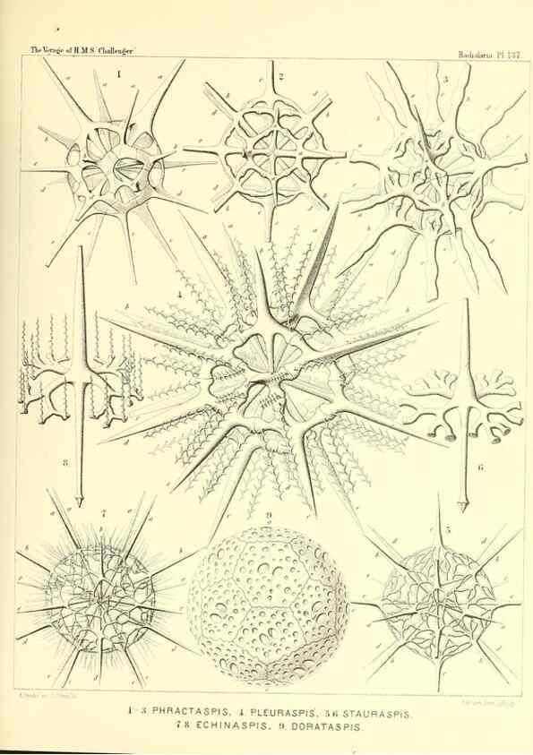 Reproducción/Reproduction 36908317956: Report on the scientific results of the voyage of H.M.S. Challenger during the years 1873-76 under the command of Captain George S. Nares .... Edinburgh :Neill,1880-1895.