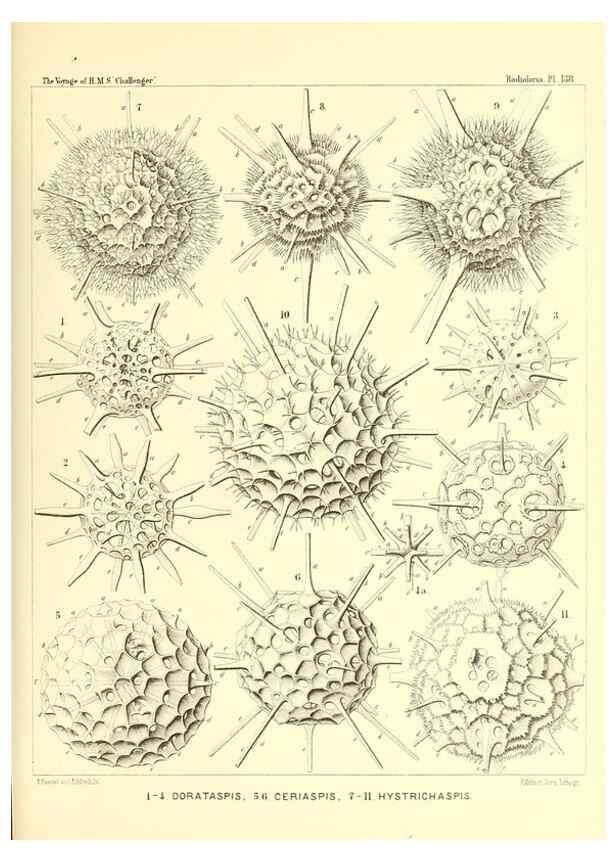 Reproducción/Reproduction 36908320316: Report on the scientific results of the voyage of H.M.S. Challenger during the years 1873-76 under the command of Captain George S. Nares .... Edinburgh :Neill,1880-1895.