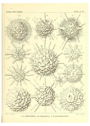 Reproducción/Reproduction 36908320316: Report on the scientific results of the voyage of H.M.S. Challenger during the years 1873-76 under the command of Captain George S. Nares .... Edinburgh :Neill,1880-1895.