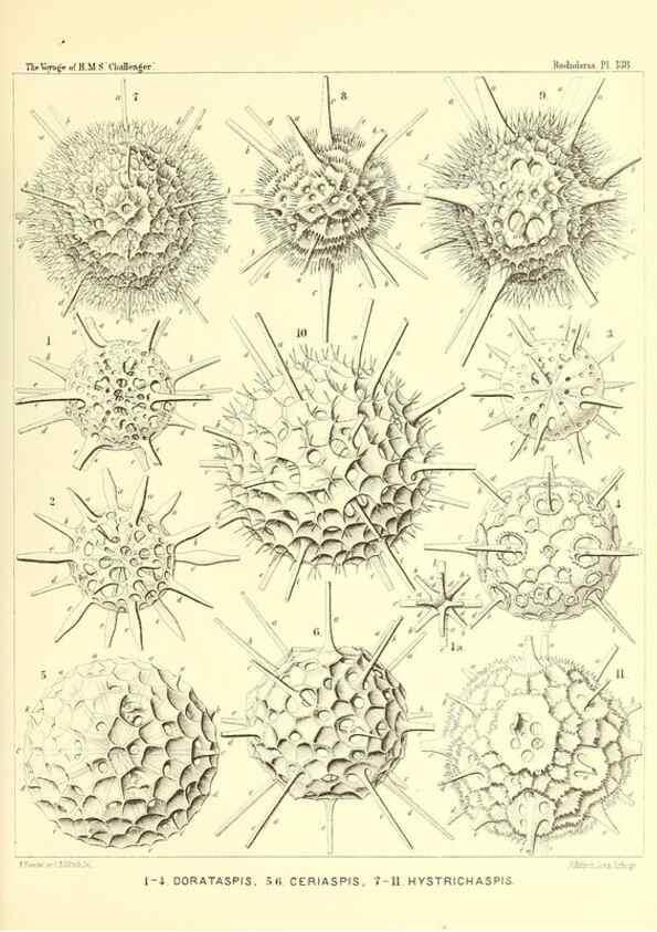 Reproducción/Reproduction 36908320316: Report on the scientific results of the voyage of H.M.S. Challenger during the years 1873-76 under the command of Captain George S. Nares .... Edinburgh :Neill,1880-1895.