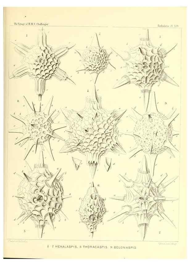 Reproducción/Reproduction 36908323266: Report on the scientific results of the voyage of H.M.S. Challenger during the years 1873-76 under the command of Captain George S. Nares .... Edinburgh :Neill,1880-1895.
