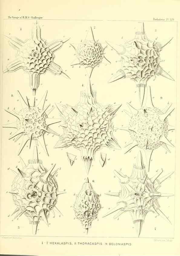 Reproducción/Reproduction 36908323266: Report on the scientific results of the voyage of H.M.S. Challenger during the years 1873-76 under the command of Captain George S. Nares .... Edinburgh :Neill,1880-1895.