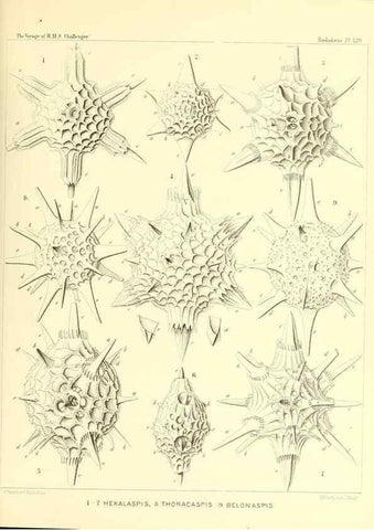 Reproducción/Reproduction 36908323266: Report on the scientific results of the voyage of H.M.S. Challenger during the years 1873-76 under the command of Captain George S. Nares .... Edinburgh :Neill,1880-1895.