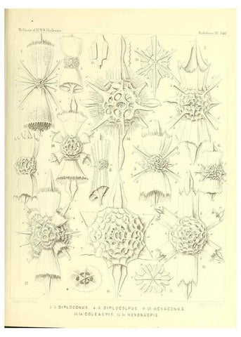 Reproducción/Reproduction 37096711455: Report on the scientific results of the voyage of H.M.S. Challenger during the years 1873-76 under the command of Captain George S. Nares .... Edinburgh :Neill,1880-1895.