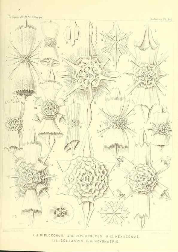 Reproducción/Reproduction 37096711455: Report on the scientific results of the voyage of H.M.S. Challenger during the years 1873-76 under the command of Captain George S. Nares .... Edinburgh :Neill,1880-1895.