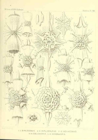 Reproducción/Reproduction 37096711455: Report on the scientific results of the voyage of H.M.S. Challenger during the years 1873-76 under the command of Captain George S. Nares .... Edinburgh :Neill,1880-1895.