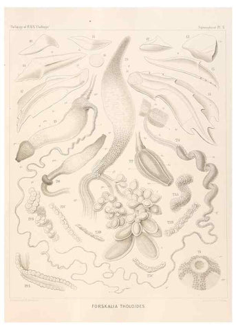 Reproducción/Reproduction 36757357610: Report on the scientific results of the voyage of H.M.S. Challenger during the years 1873-76 under the command of Captain George S. Nares .... Edinburgh :Neill,1880-1895.