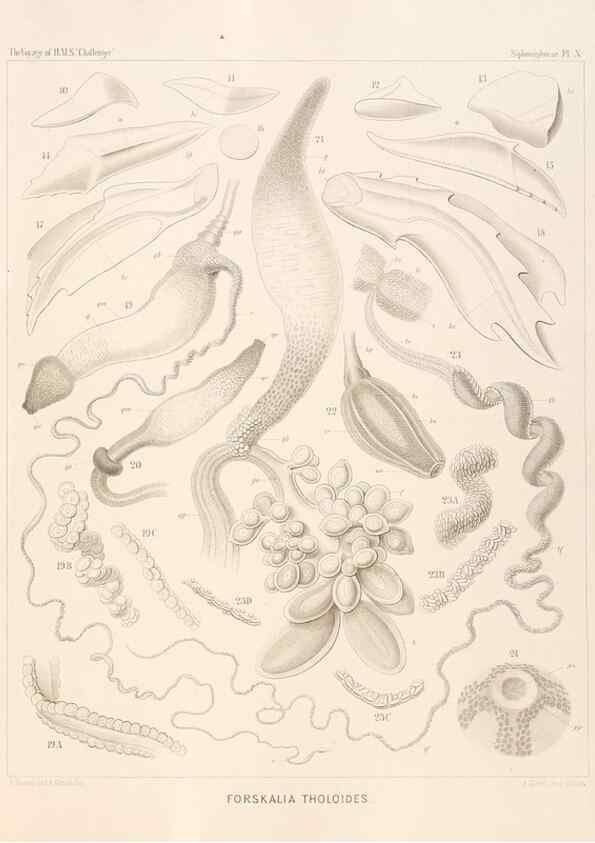 Reproducción/Reproduction 36757357610: Report on the scientific results of the voyage of H.M.S. Challenger during the years 1873-76 under the command of Captain George S. Nares .... Edinburgh :Neill,1880-1895.