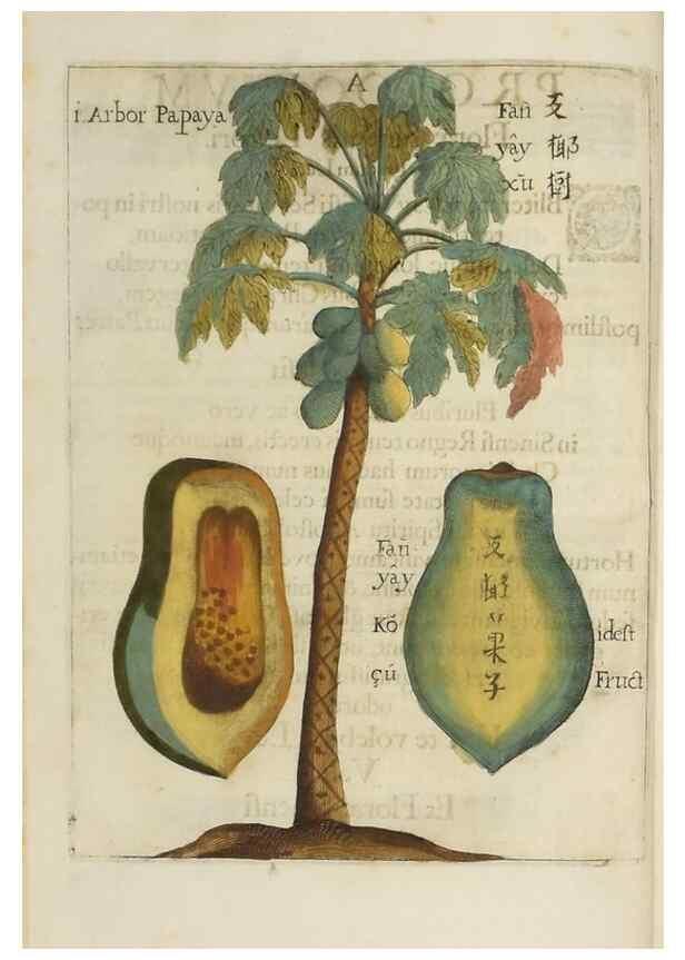 Reproducción/Reproduction 36396110433: Flora sinensis,. Viennae, Austriae,Typis M. Rictij,1656.