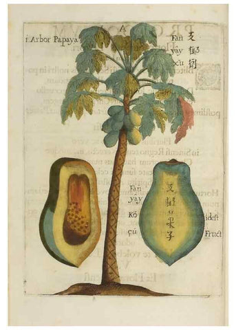 Reproducción/Reproduction 36396110433: Flora sinensis,. Viennae, Austriae,Typis M. Rictij,1656.