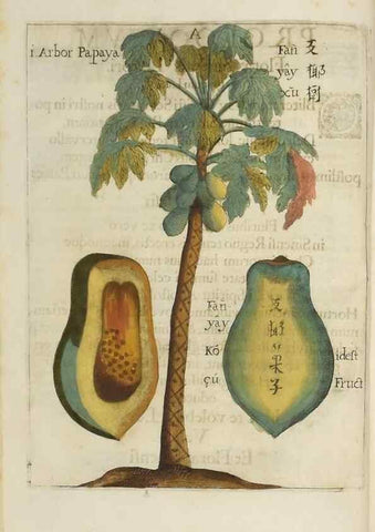 Reproducción/Reproduction 36396110433: Flora sinensis,. Viennae, Austriae,Typis M. Rictij,1656.